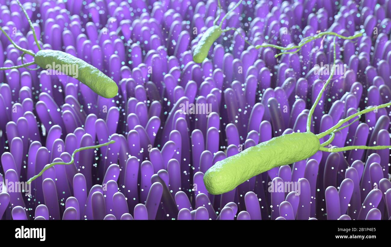 Bakterium, Helicobacter Pylori, 3d Render., Bakterium, Helicobacter Pylori, 3d Render. Stockfoto