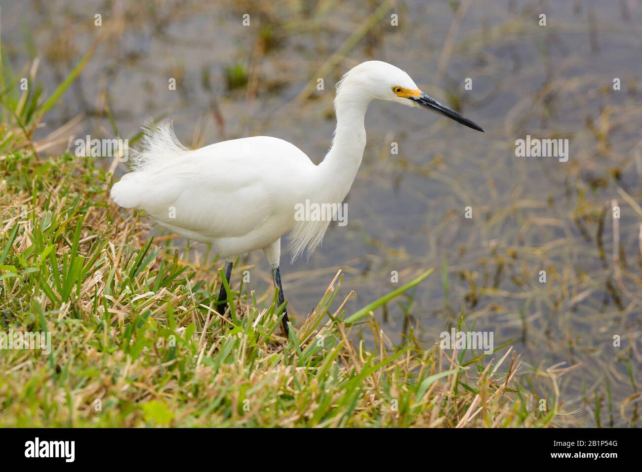 Snowy Egret im Shark Valley der Everglades in Florida Stockfoto