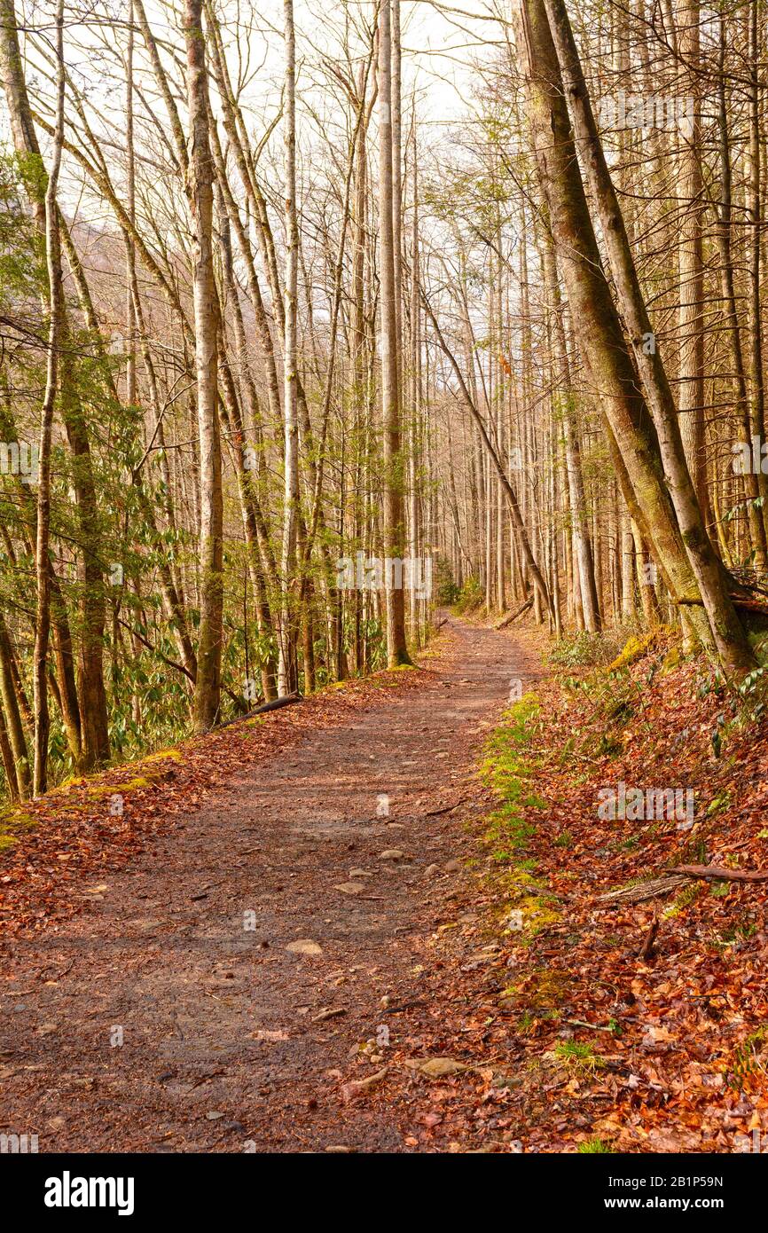 Big Creek Trail in den Smoky Mountains Stockfoto