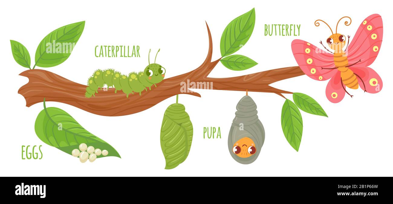 Cartoon Schmetterlings-Lebenszyklus. Caterpillar Transformation, Schmetterlinge Eier, Raupen und Pupa. Insekten, die Vektorgrafiken wachsen. Insekt Stock Vektor