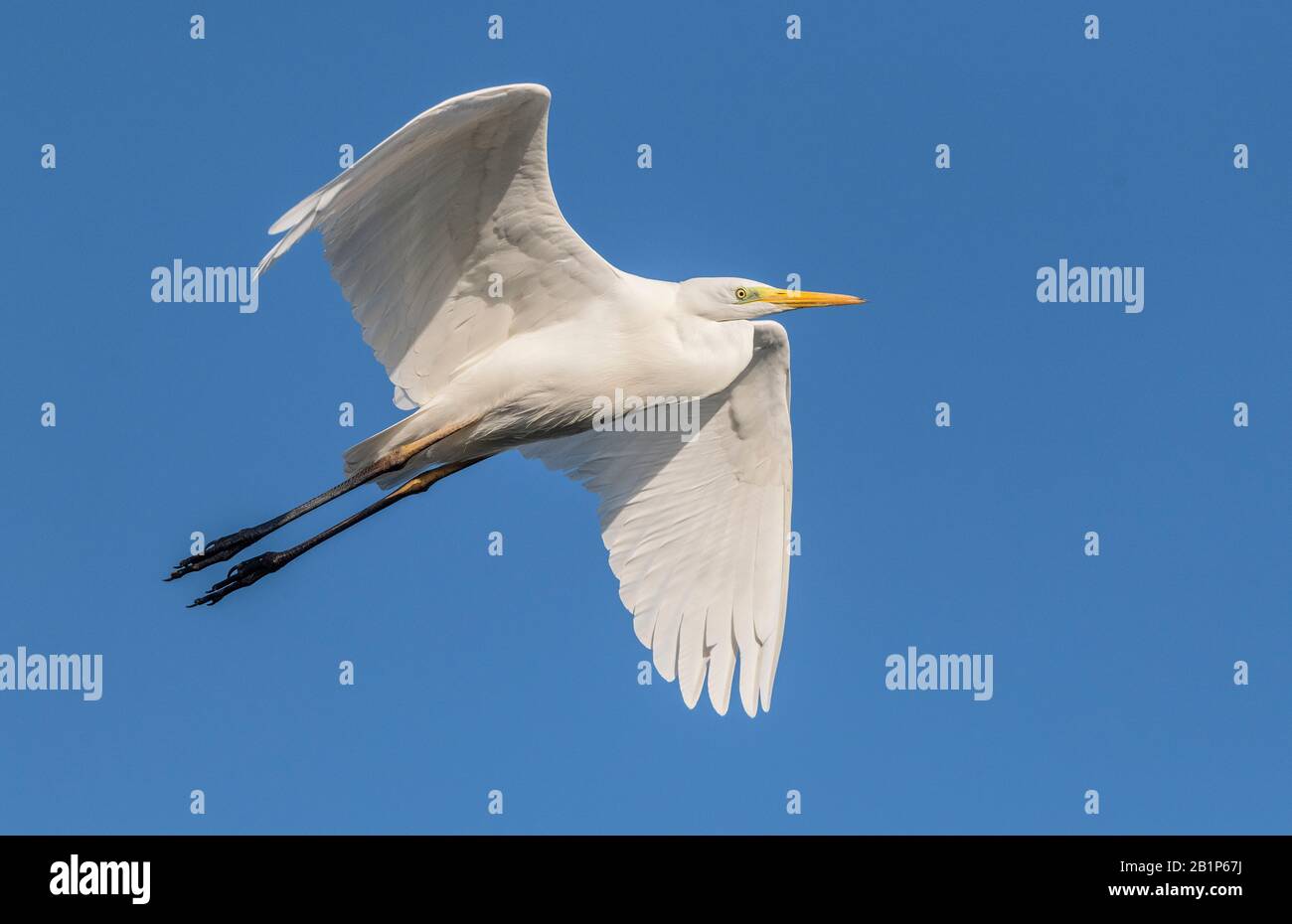 Great White Egret, Ardea alba, an einem sonnigen Tag über den See fliegen. Stockfoto