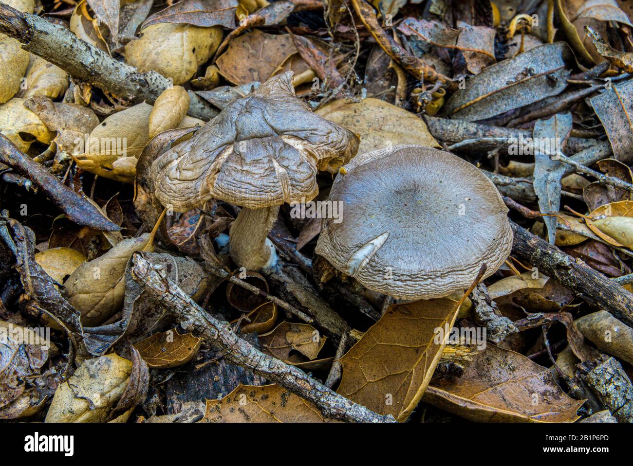 Wilde Pilze nach Regen Stockfoto