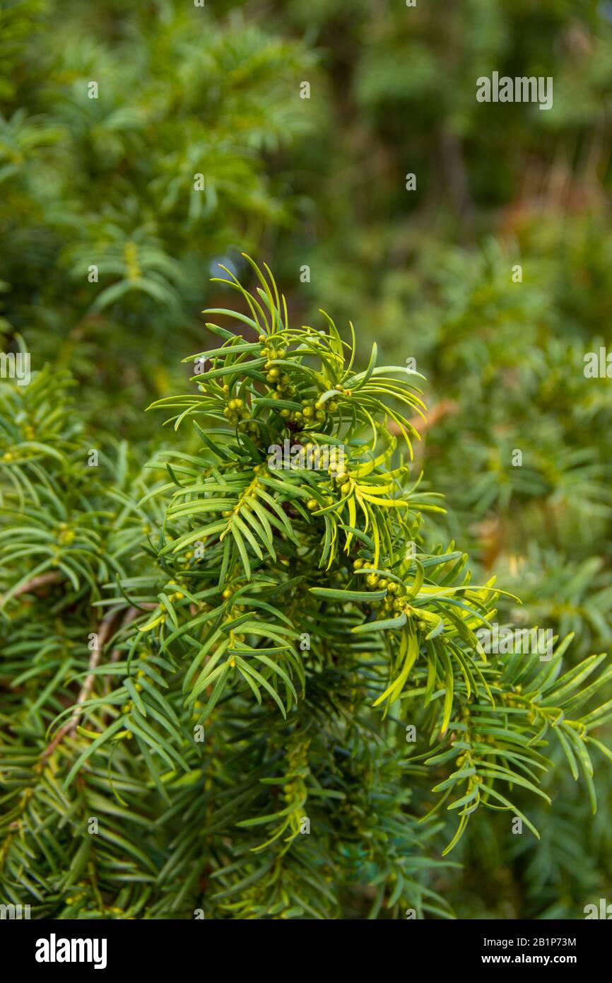 Taxus baccata neue Triebe wachsende Strauch-Zierpflanze, frische grüne Bläschen Nadelpflanze. Stockfoto
