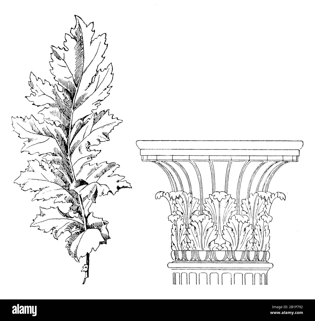 Hogweed Leaf und Kapitelle einer korinthischen Säule mit Akanthusblättern, Acanthus, (, ) Stockfoto
