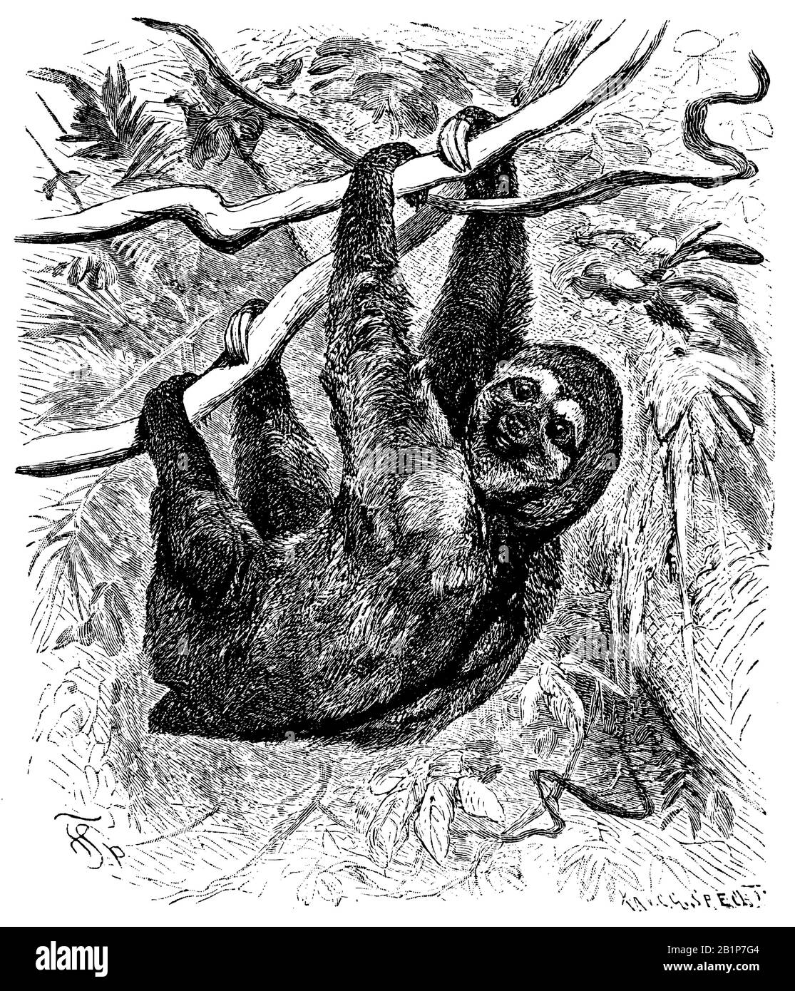 Dreitochiger Faultier, Bradypus tridactylus, F. Specht, C.G. Specht (Naturgeschichtsbuch, 1886) Stockfoto