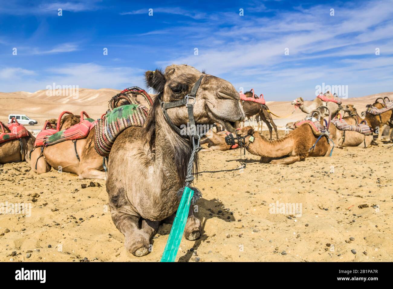 Kamele als Reittiere rasten in der Negev-Wüste, Israel Stockfoto