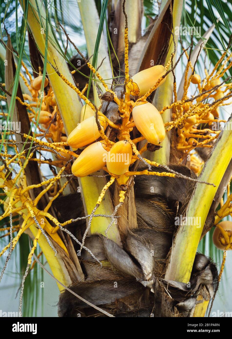 Junge Kokosfrüchte, Kokosnucifera, Malaysia Stockfoto