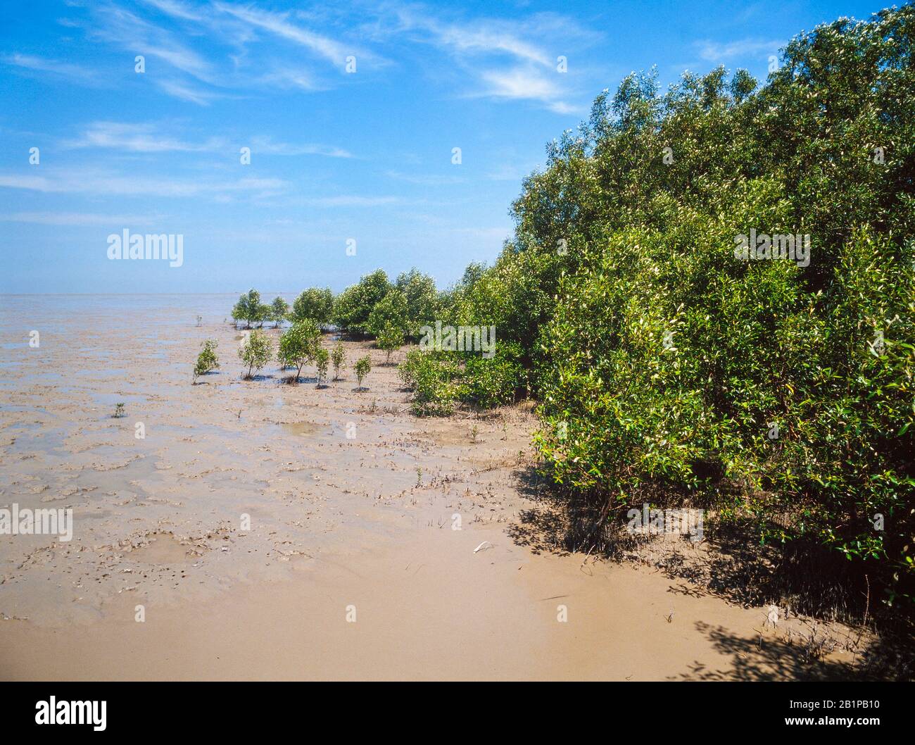 Mangrovensumpf-/Küstenschlammwohnungen, reiche vielfältige Gegend, Kuala Selangor Naturreservat, Malaysia Stockfoto