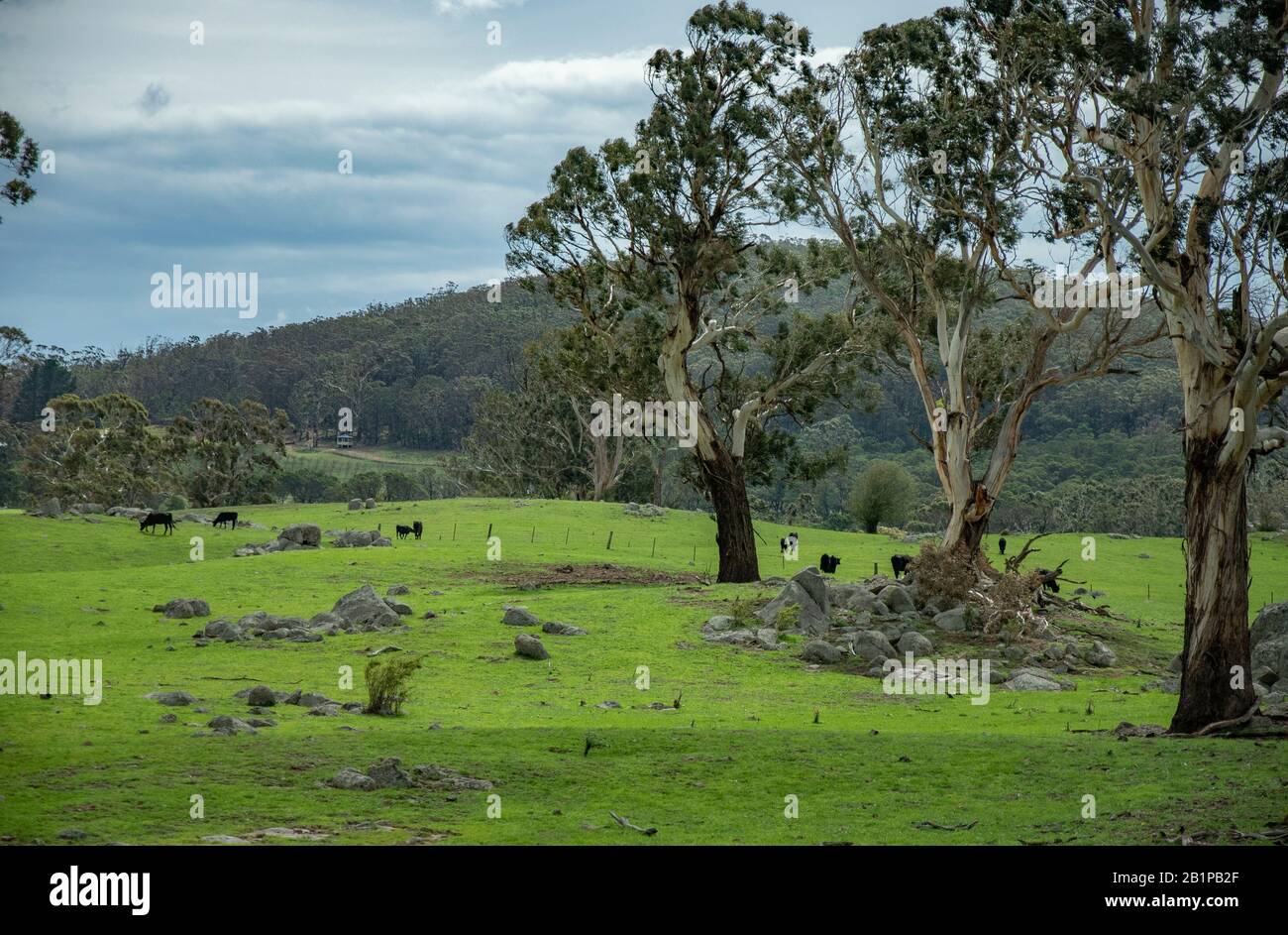 Australische Landschaft nach Regen, Braidwood, NSW, Australien Stockfoto