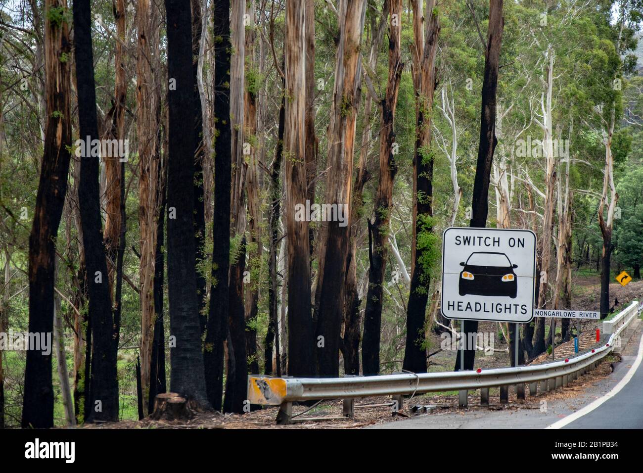 Australische Bushfire Nachwirkungen und Erholung. Nur wenige Wochen nach den verheerenden Bränden kehrt Grün in die Gegend zurück. Kings Highway, Clyde Mountain, NSW. Stockfoto