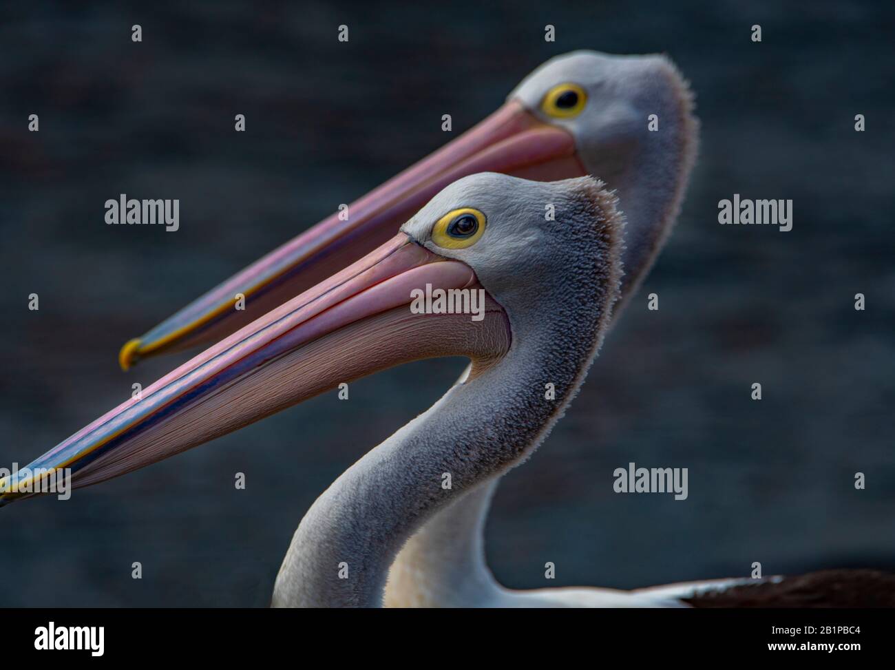 Pelican, Pelecanus conspicillatus, an Bateman's Bay, Australien Stockfoto