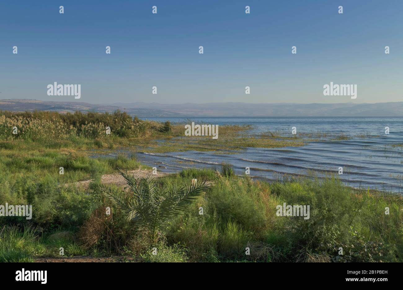 Strang bei Migdal, Siehe Genezareth, Israel Stockfoto