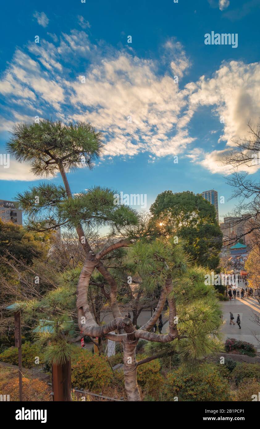 Ueno, japan - 02. januar 2020: Japanische Pinienband mit Burlap, die sie in einen Kreis bindet, der den Mond in der Kiyomizu Kannon Halle des Ueno Parks beschwört, Stockfoto