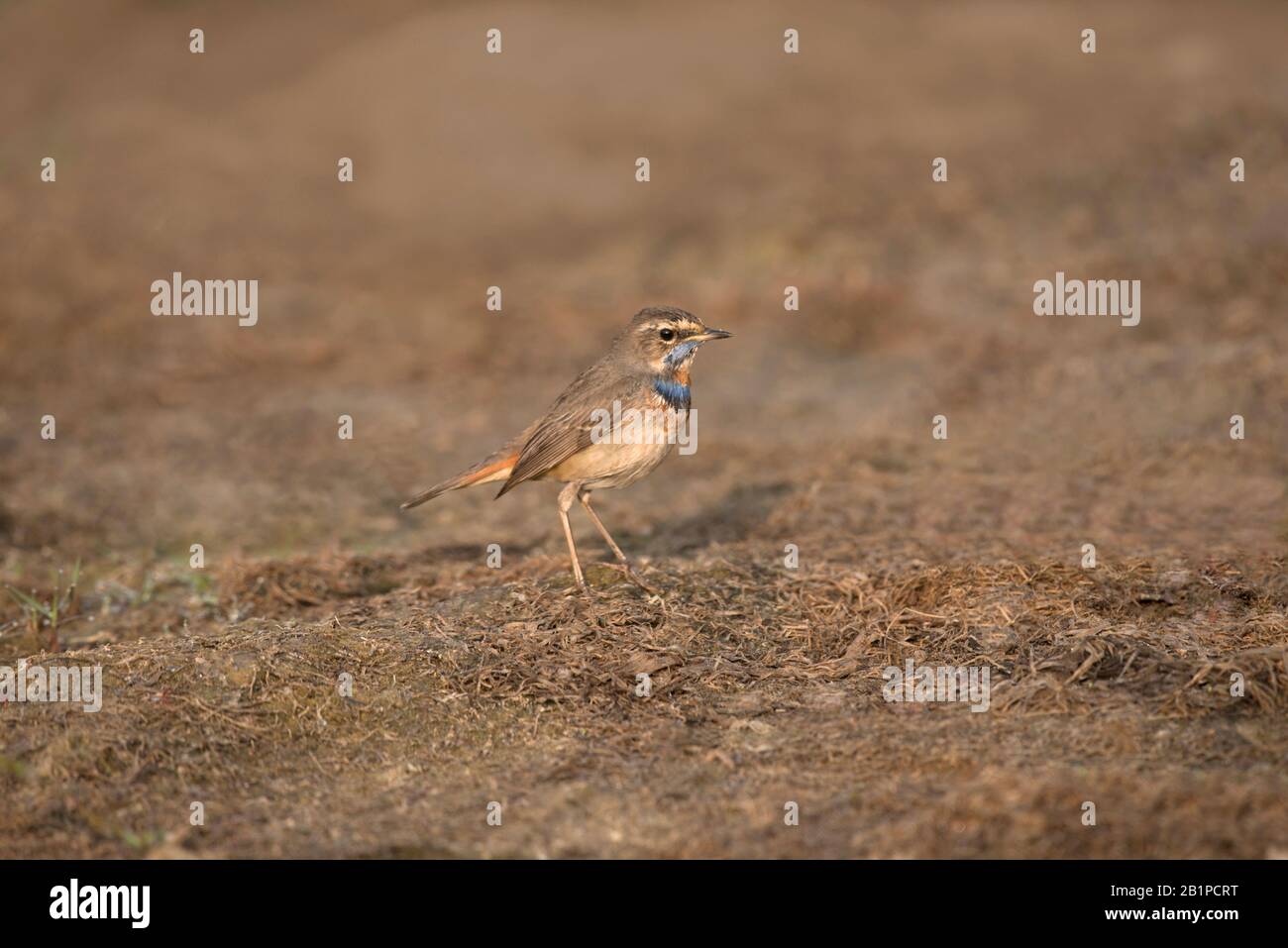 Bluethoat, Luscinia svecica, Kasarsai, Pune, Maharashtra, Indien Stockfoto