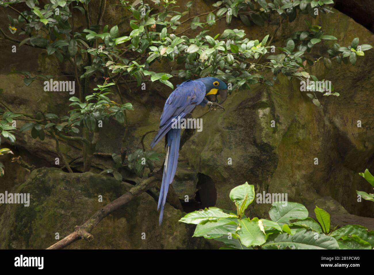 Hyazinth-Makaw, Anodorhynchus hyacinthinus, Jurong Bird Park, Singapur Stockfoto