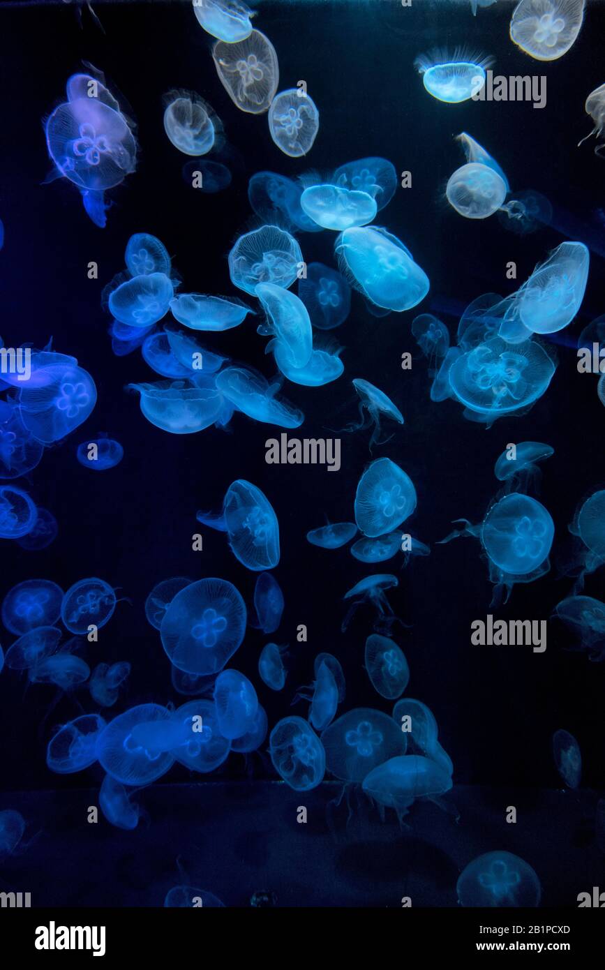 Mondjellyfisch, Aurelia aurita, S.E.A. Aquarium, Resorts World Sentosa, Sentosa Island, Singapur Stockfoto