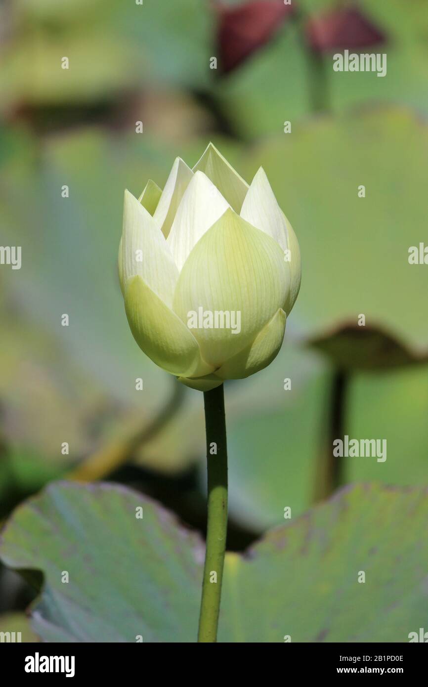 Yellow lotus, Nelumbo Lutea, Sir Seewoosagur Ramgoolam Botanical Garden, Pamplemousses, Mauritius Stockfoto