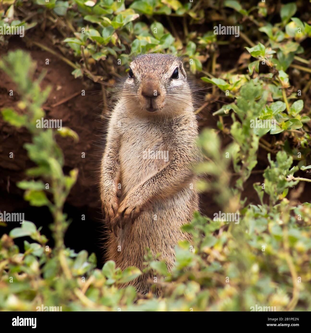 Neugieriges Hörnchen auf der Suche nach draußen Stockfoto