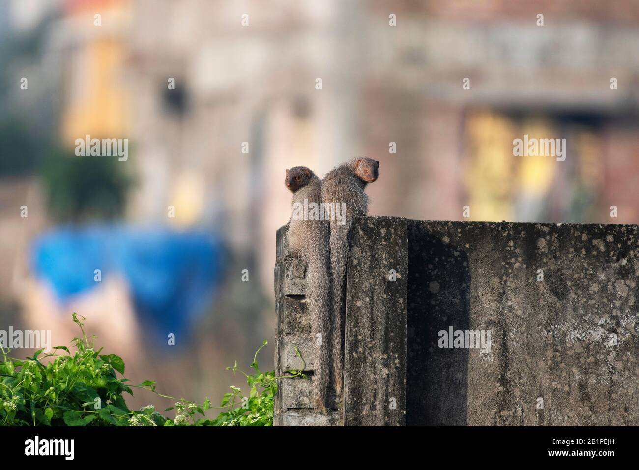 Zwei Mongoose, Rajarhat, New Town, Kolkata, Westbengalen, Indien Stockfoto