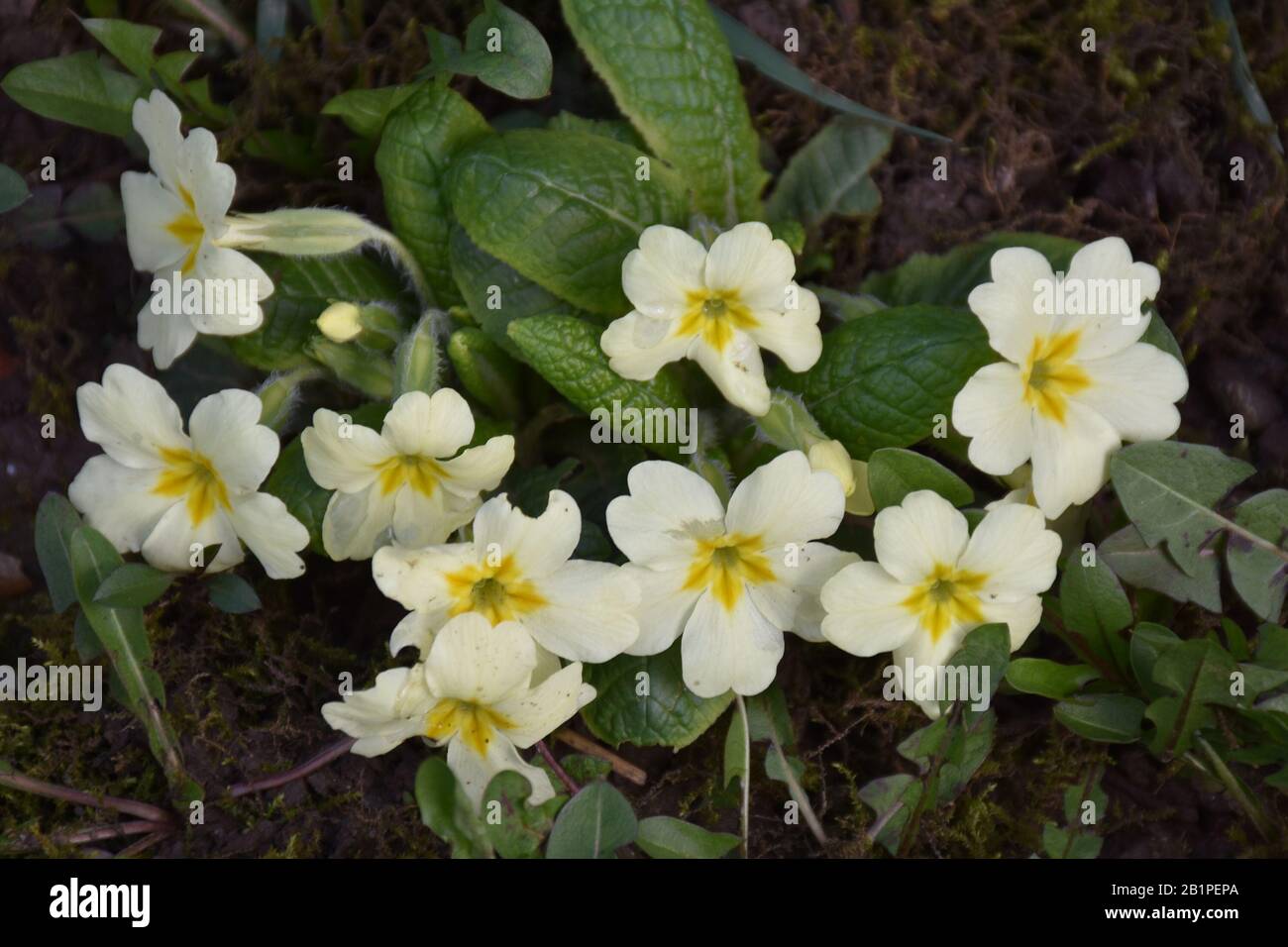 Zwischen den Blättern blühen kleine Blumen Stockfoto