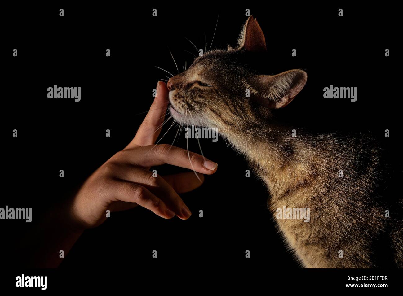 Die braune, elegante Katze berührt den Zeigefinger, der schwarz isoliert ist und die Augen geschlossen sind Stockfoto