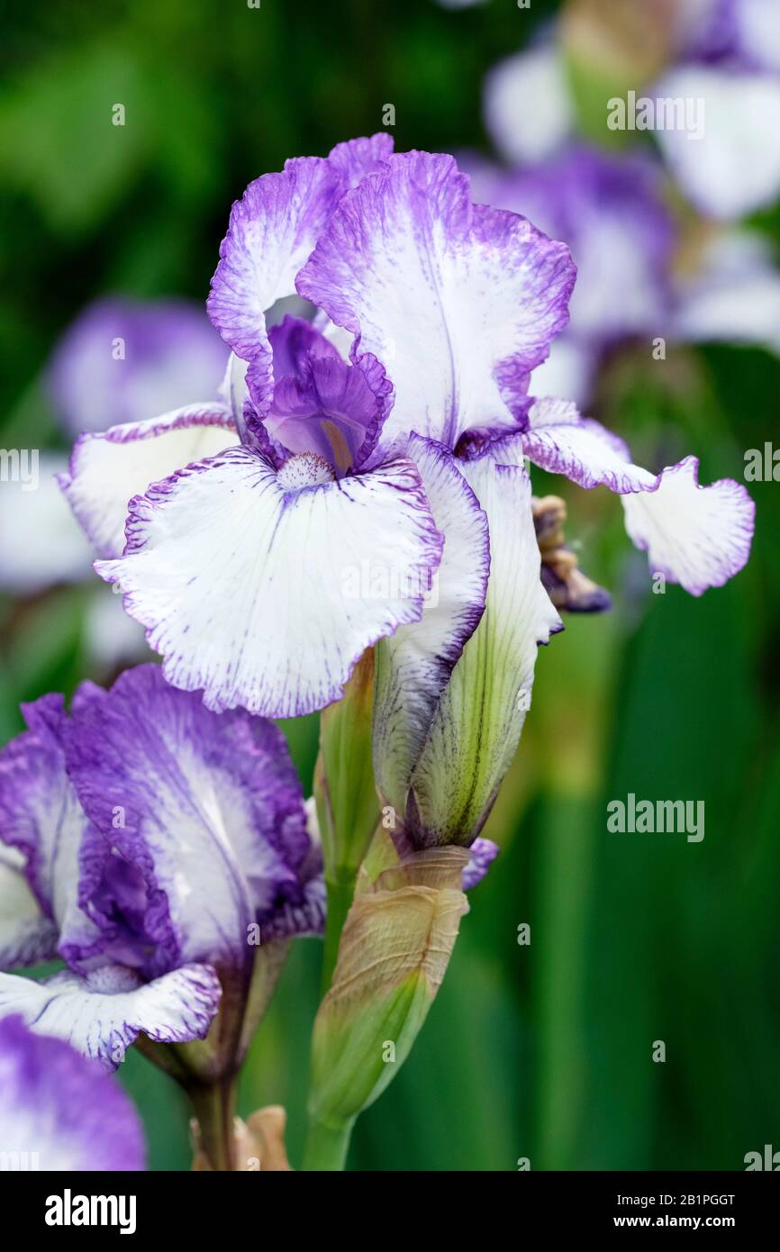 Die violett umrandeten, weißen Blumen aus Iris Bold Print, Gebärtete Zwischenblende "Bold Print" Stockfoto