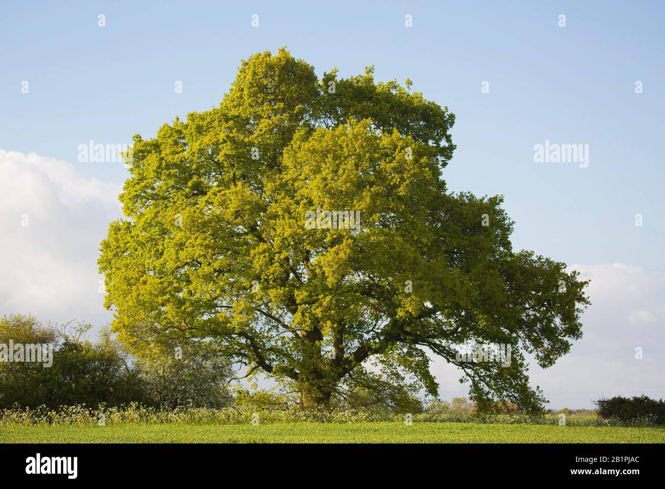 Ein prächtiger englischer Baum im Frühsommer Stockfoto
