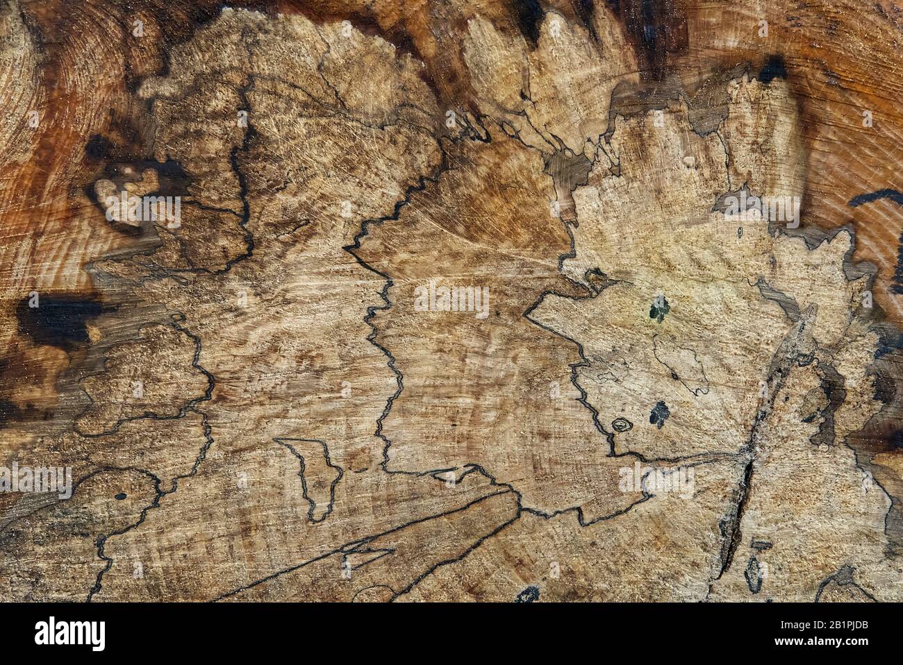 Die Struktur der geschnittenen Baumstämme. Nahaufnahme. Holzindustrie Stockfoto