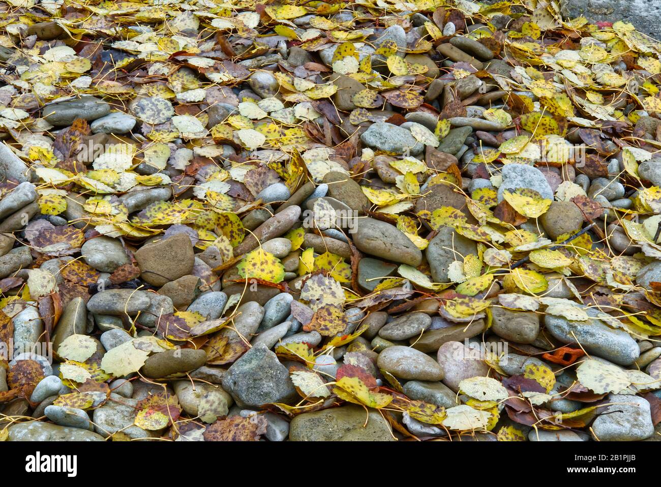 Herbstlaub auf Küsten-Kieselsteinen am See oder Meer. Kann als Hintergrund verwendet werden Stockfoto