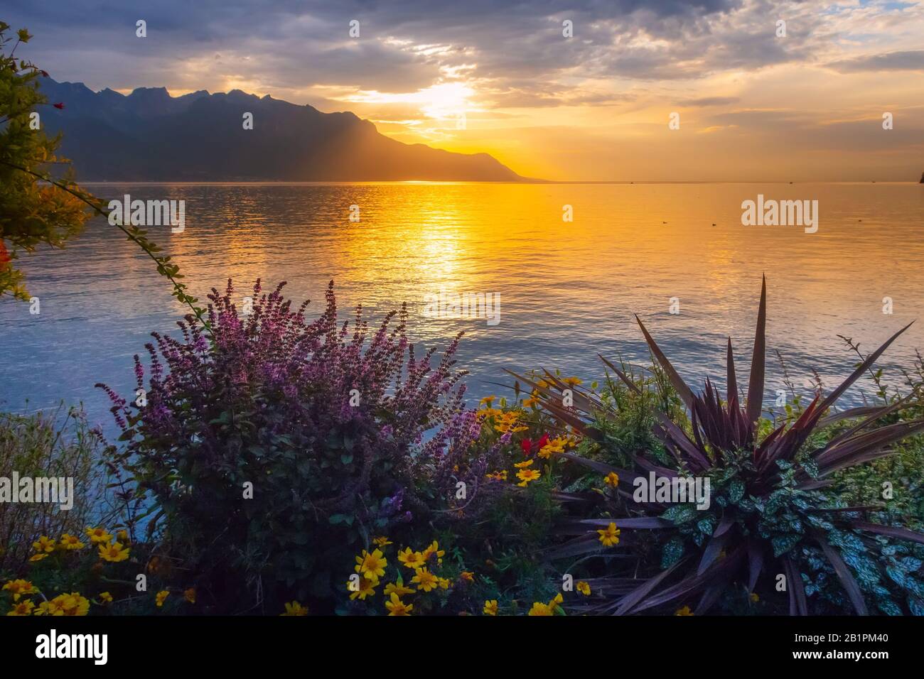 Sonnenuntergangsblumen an der Promenade des Genfer Sees, Montreux, Schweiz,  Schweizer Alpen Dents du Midi Berggipfel Stockfotografie - Alamy