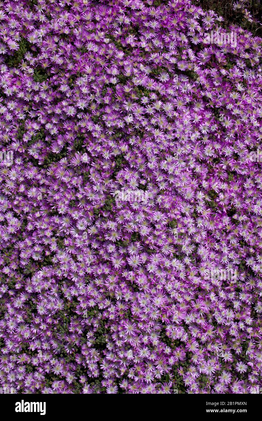 Purple Ice Plant (Delosperma sp) in einem Blumenbeet in Cornwall, England, Großbritannien. Stockfoto