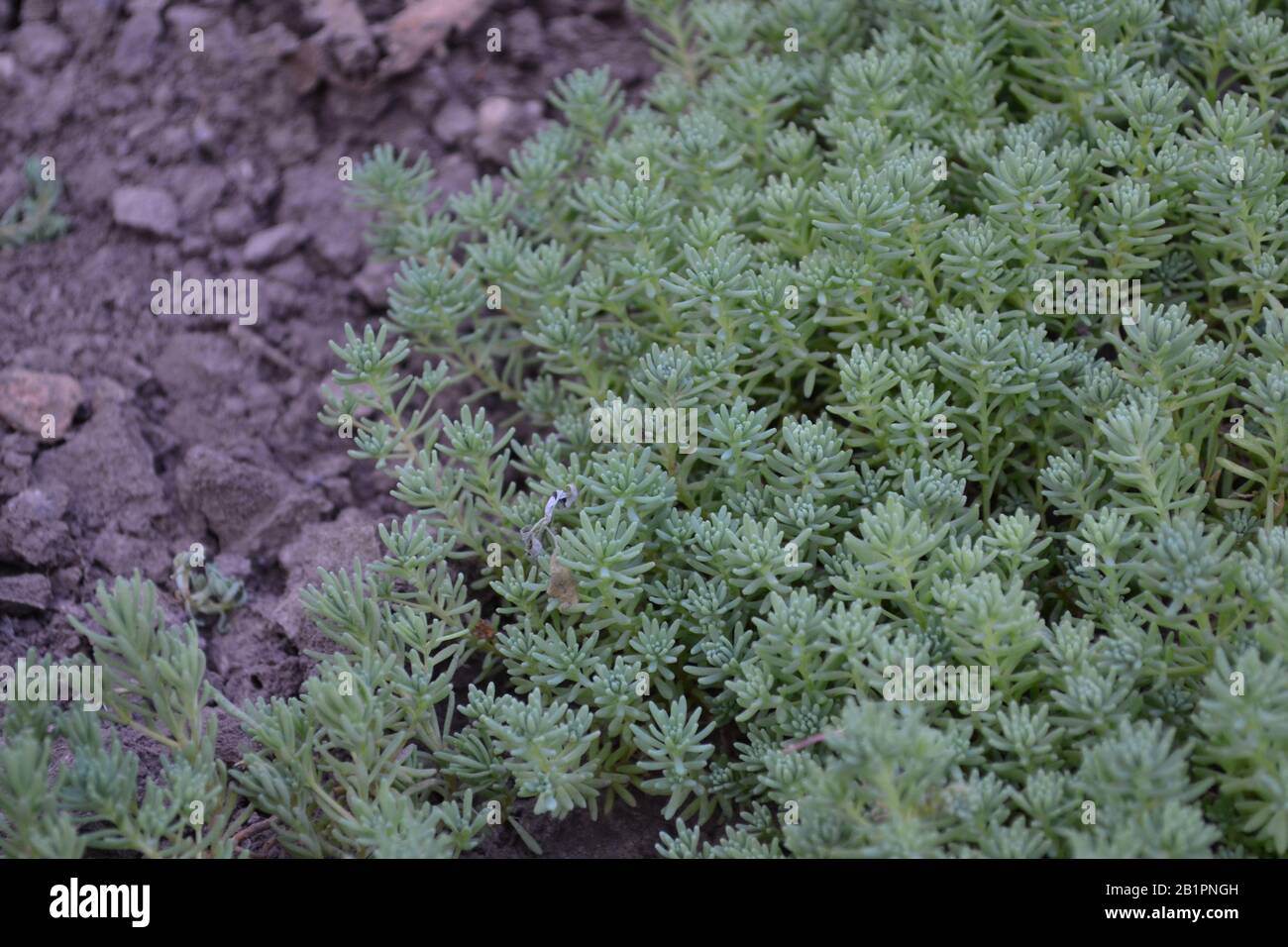 Steinmetze. Hasenkohl. Sedum. Grünes Moos. Dekorativer, grasbewachsener Teppich. Grüne Blumenbeet Dekoration. Garten. Eine schöne zarte Pflanze. Grün. Horizontal Stockfoto