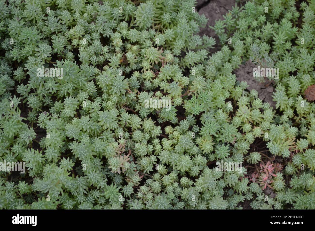 Steinmetze. Hasenkohl. Sedum. Grün. Dekorativer, grasbewachsener Teppich. Horizontal Stockfoto