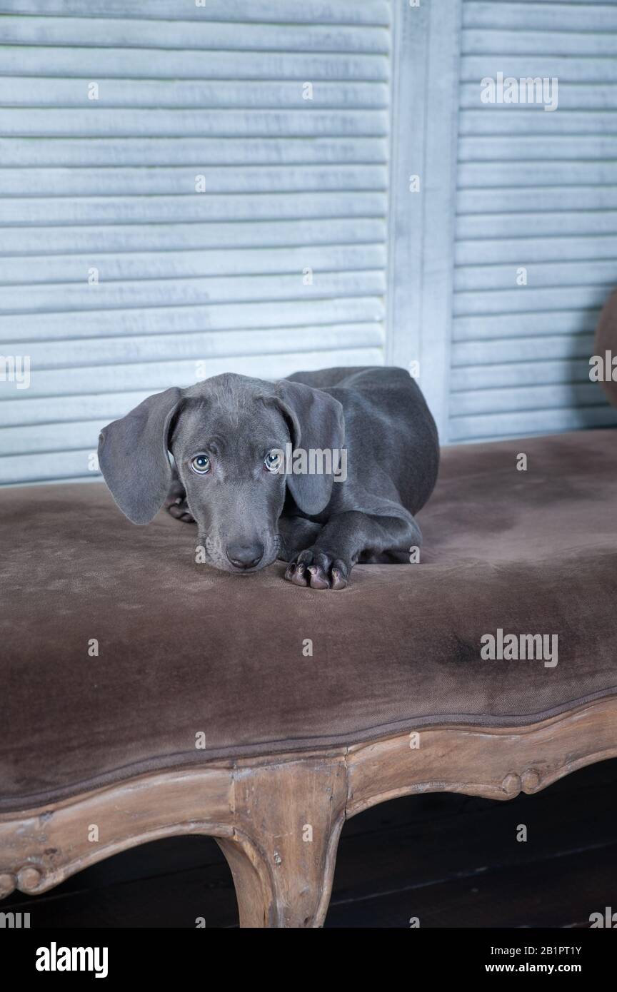 Sehr schöner Hund, blau Weimaraner Zucht, Welpen, Luxus chic Hund Stockfoto