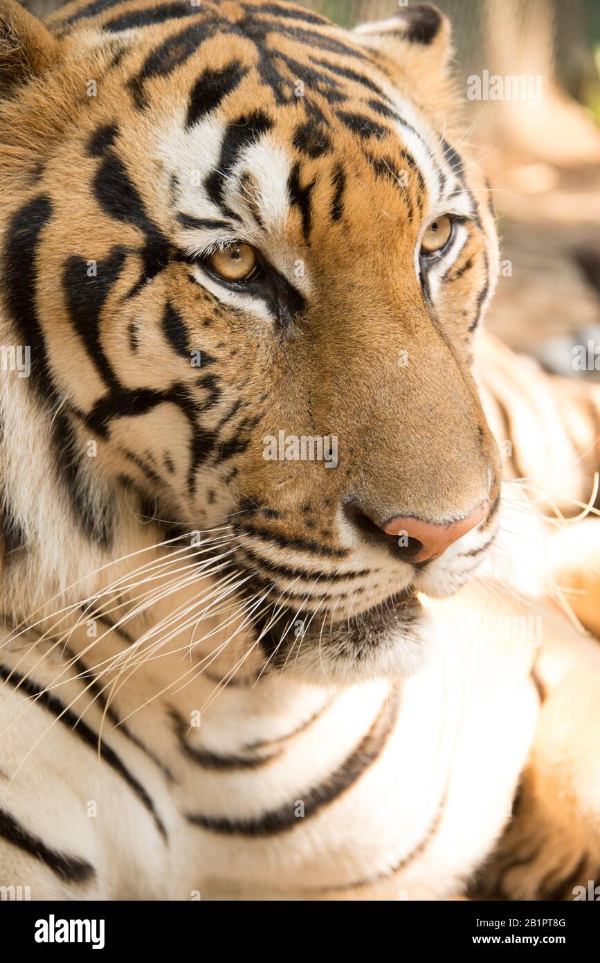 Asien, Thailand, Chiang Mai, Tiger-Königreich Stockfoto