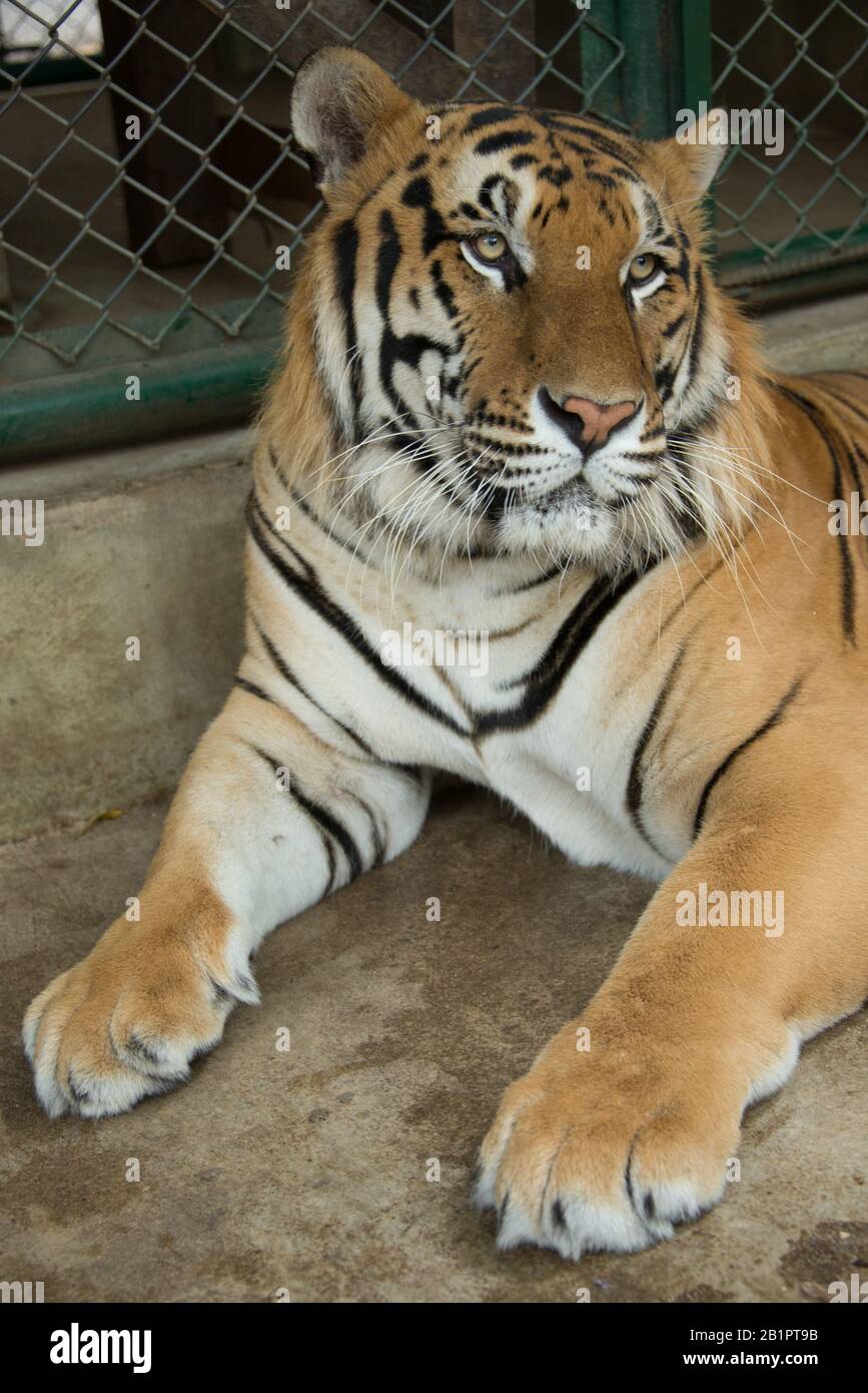 Asien, Thailand, Chiang Mai, Tiger-Königreich Stockfoto