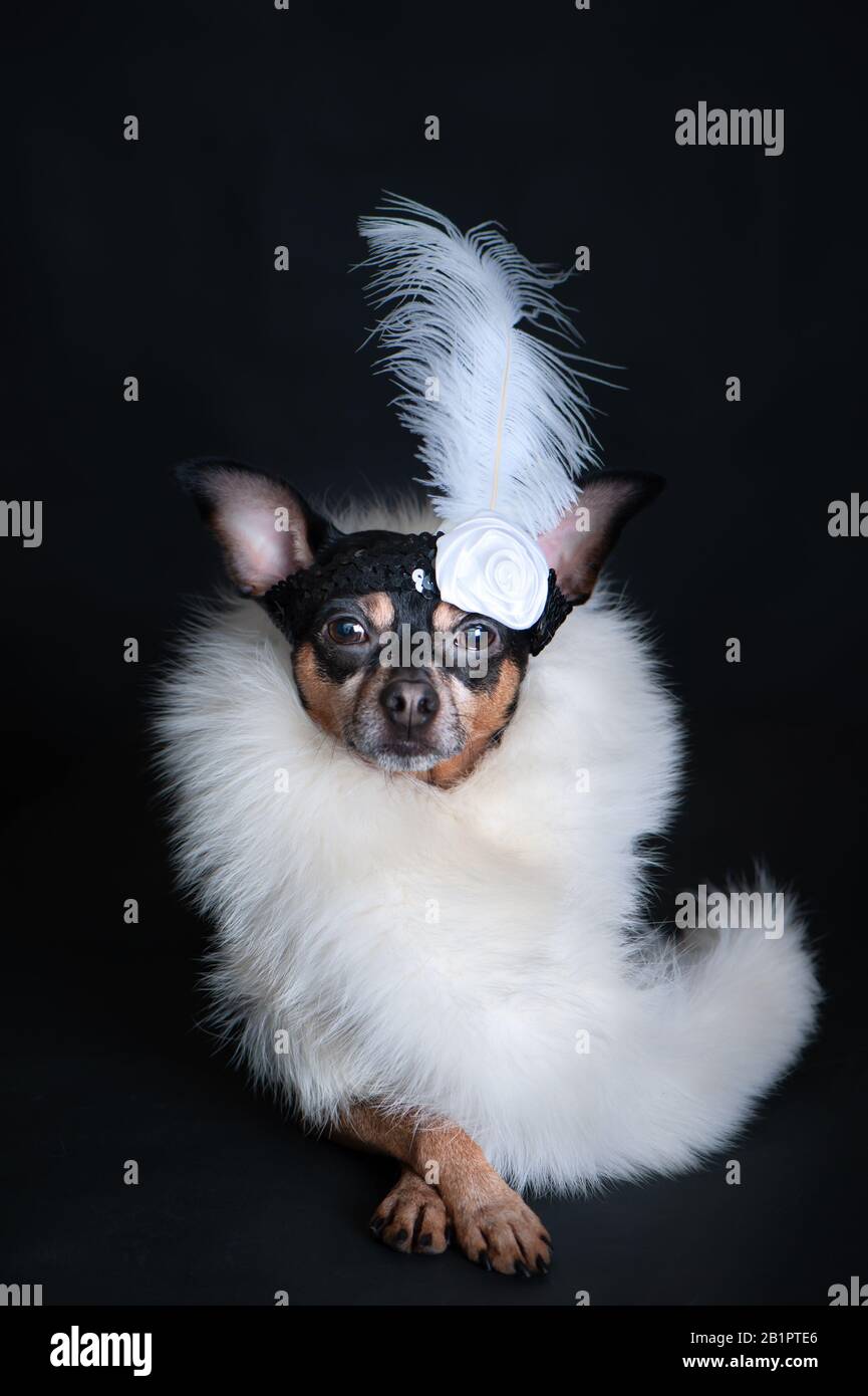 Hund ist luxuriös, in weißer Boa und mit einer Dekoration auf dem Kopf auf schwarzem Hintergrund. Kabarettstil, wunderschönes Mädchen, Modefans Stockfoto