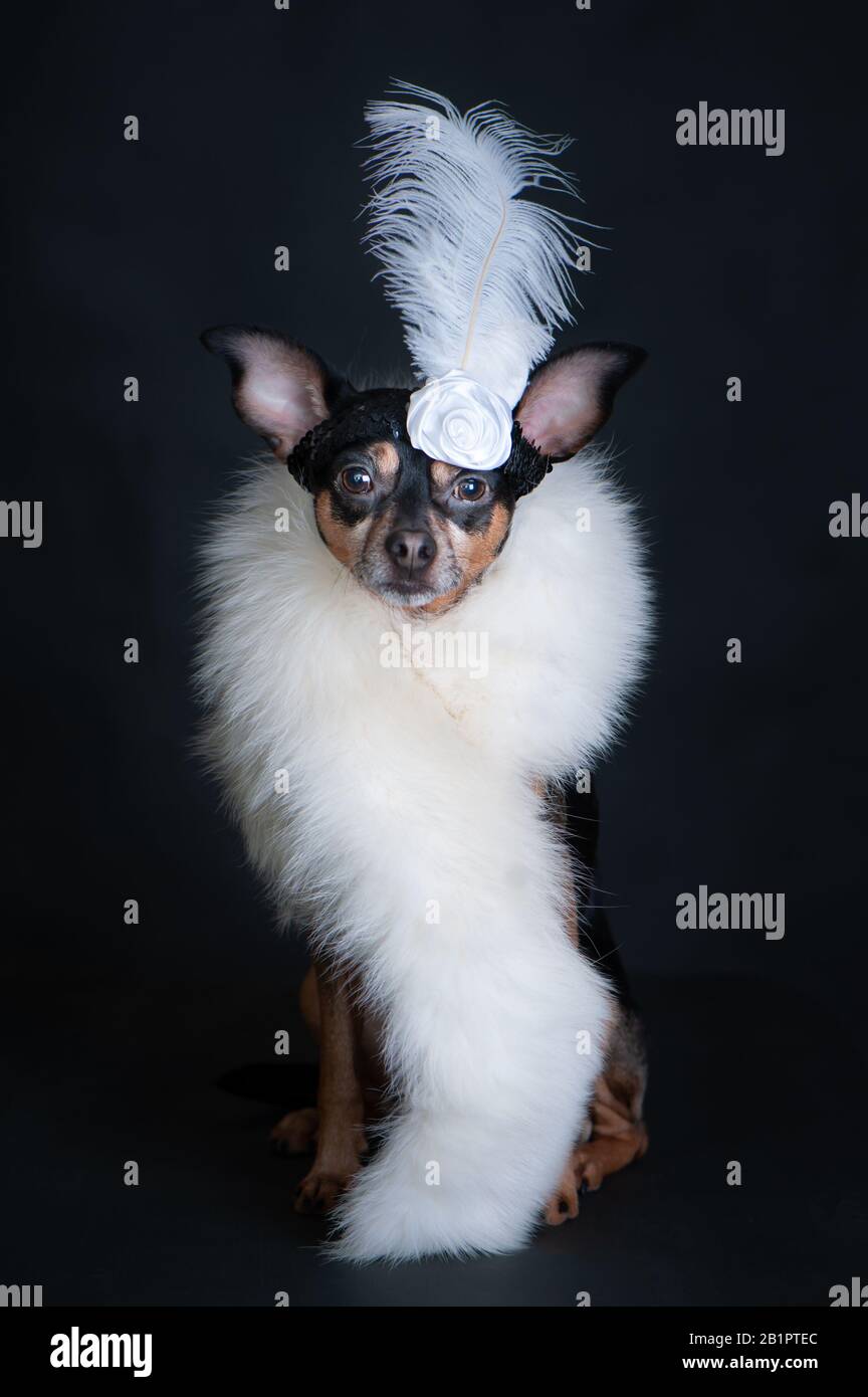 Hund ist luxuriös, in weißer Boa und mit einer Dekoration auf dem Kopf auf schwarzem Hintergrund. Kabarettstil, wunderschönes Mädchen, Modefans Stockfoto