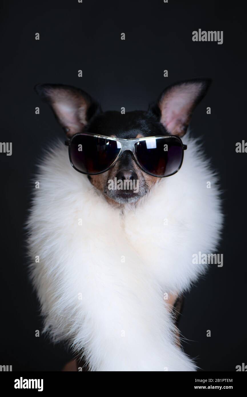 Hund ist luxuriös, mit schwarzer Brille und weißer Boa auf schwarzem Hintergrund. Hund ist ein shopaholischer, modischer Hund. Kaufkonzept, Rabatte, Geschäfte Stockfoto