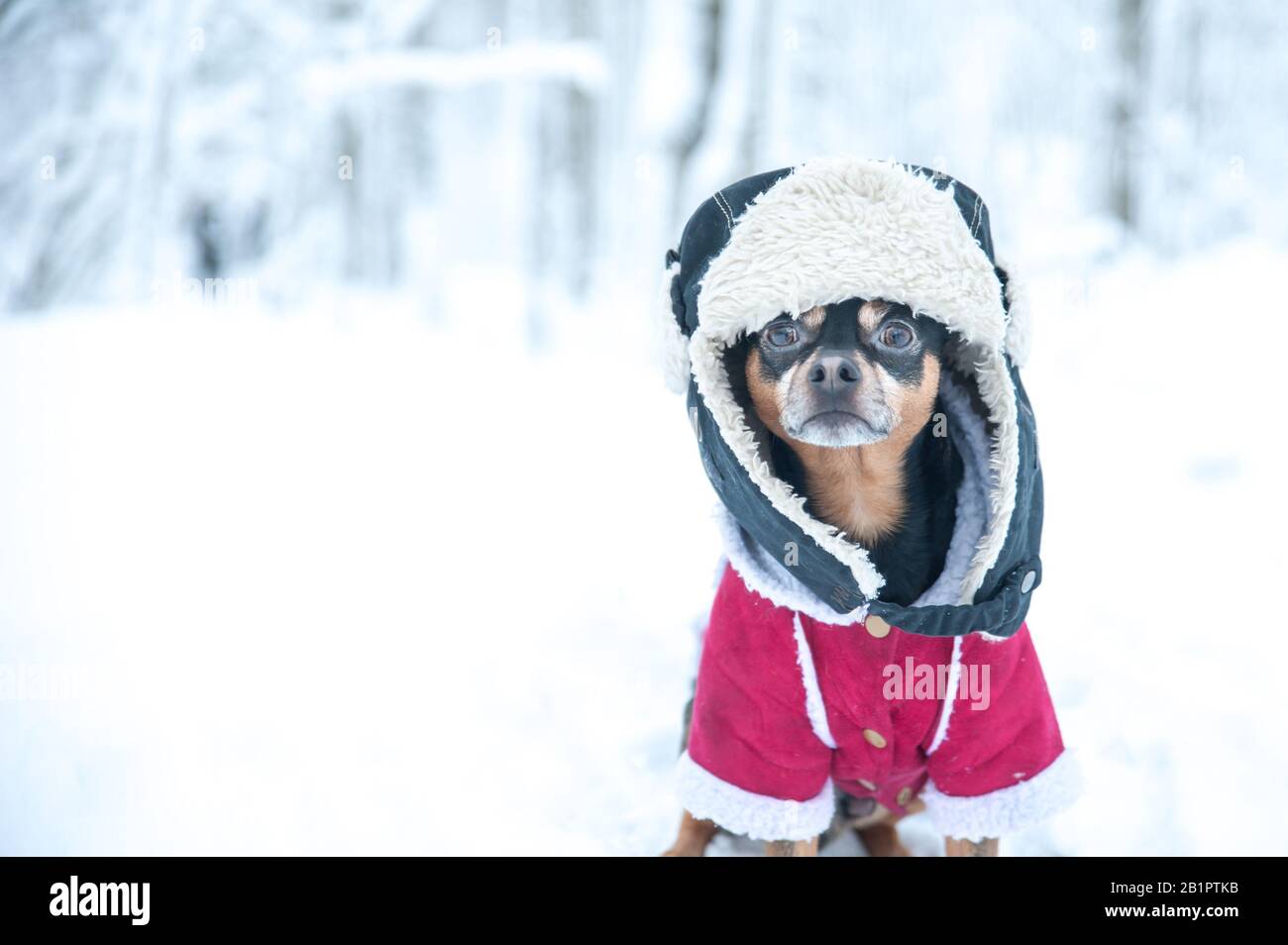 Hund in lustiger Mütze und Schaffellmantel. Winterthema, kalt, Hundekleidung, weihnachten, Neujahr, Hundejahr. Hund in Winterkleidung, Platz für Text. Stockfoto