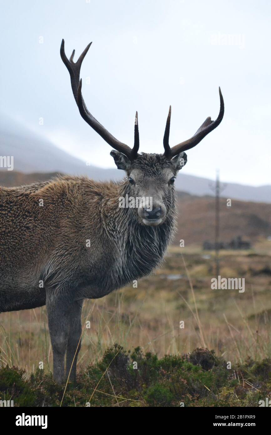 Callum Hirsch an einem feuchten Tag in Glen Torridon. Einem Geweih fehlt seine Spitze. Stockfoto