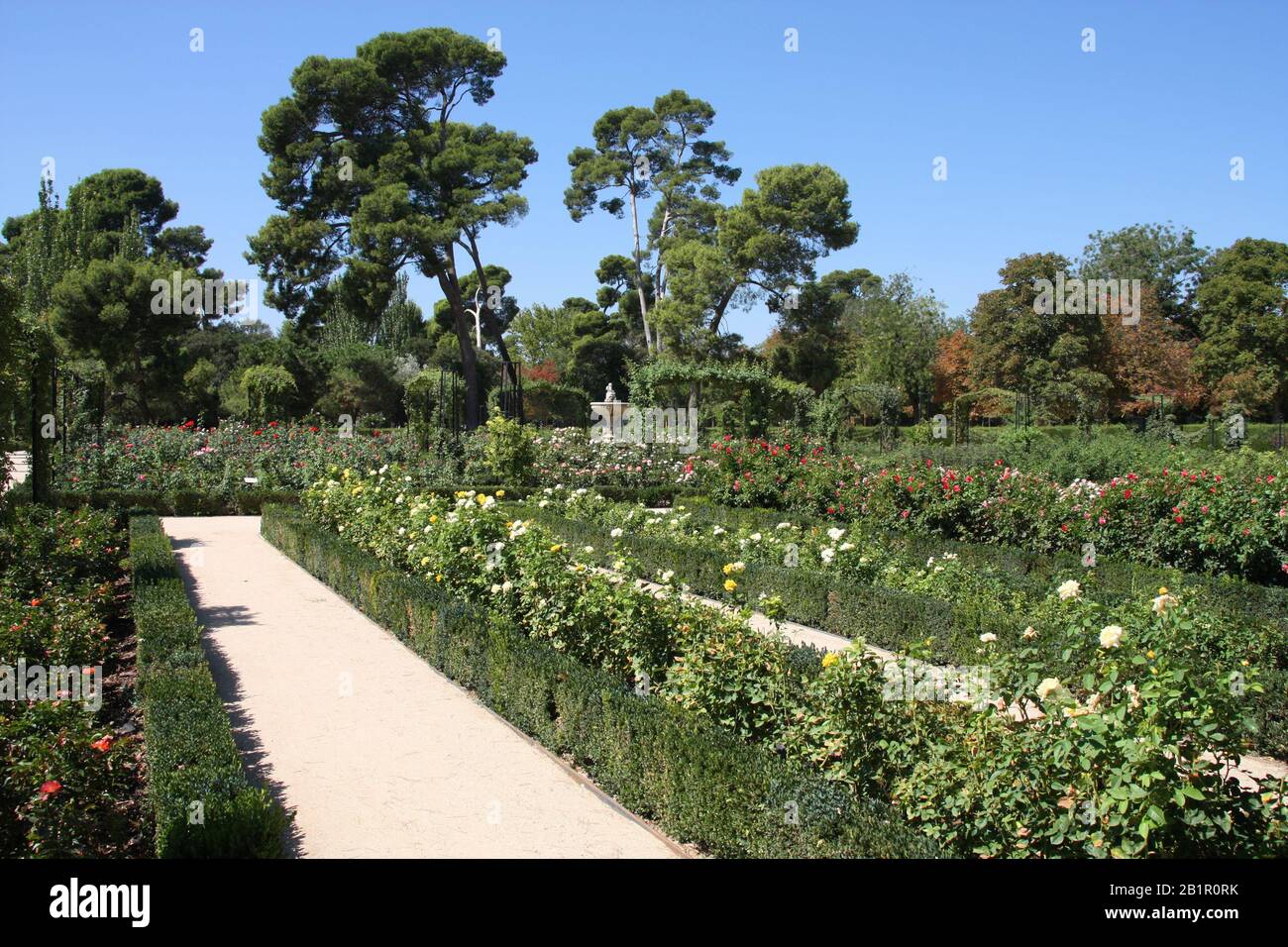 Wunderschönes Rosarium im Park Buen Retiro in Madrid. Garten in der spanischen Hauptstadt. Stockfoto