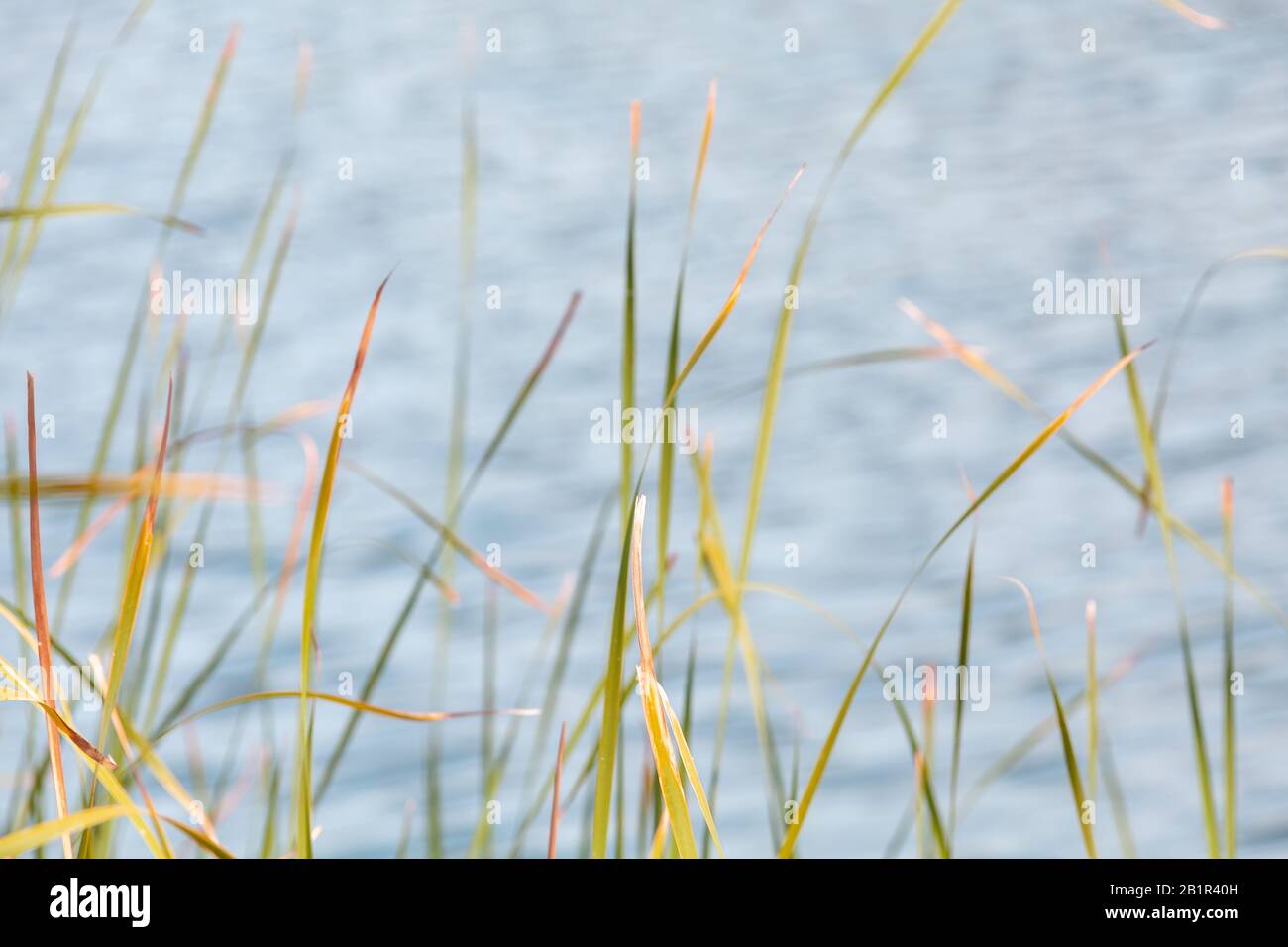 Küsten-Schilf gelbgrüne Blätter winken auf Wind über verschwommenen blauen Seewasserhintergrund. Naturfoto mit selektivem Fokus Stockfoto
