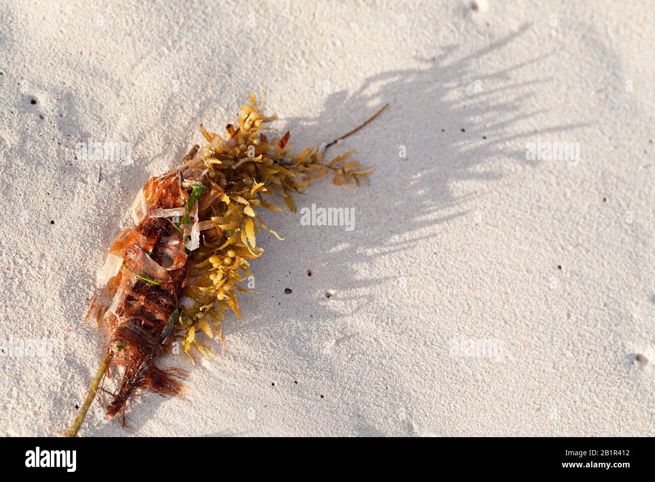 Die bunte Algenniederung lag morgens bei Sonneneinstrahlung auf nassem weißem Sand am Strand Stockfoto