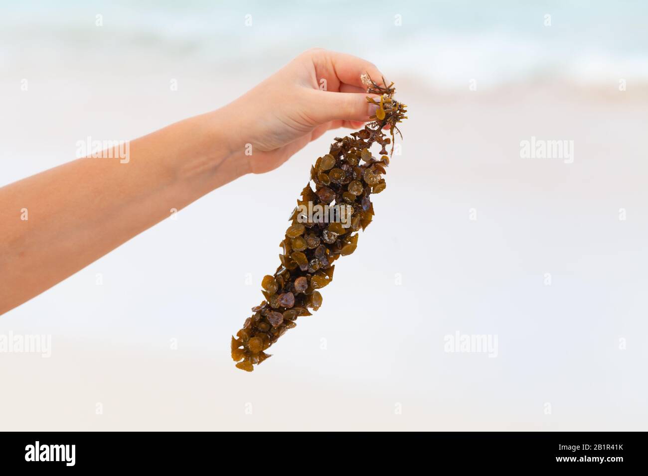 Algen zweigen in einer Hand über verschwommenen Sandstrandhintergrund Stockfoto