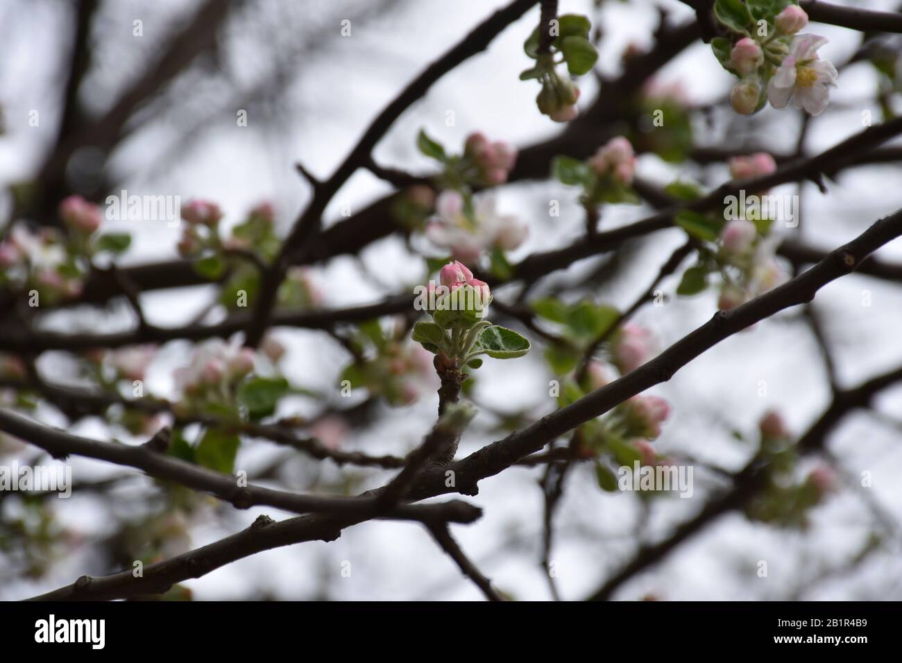 Fruchtige Blumen weiß rosa an Baumzweigen. Verschwommener Hintergrund Stockfoto