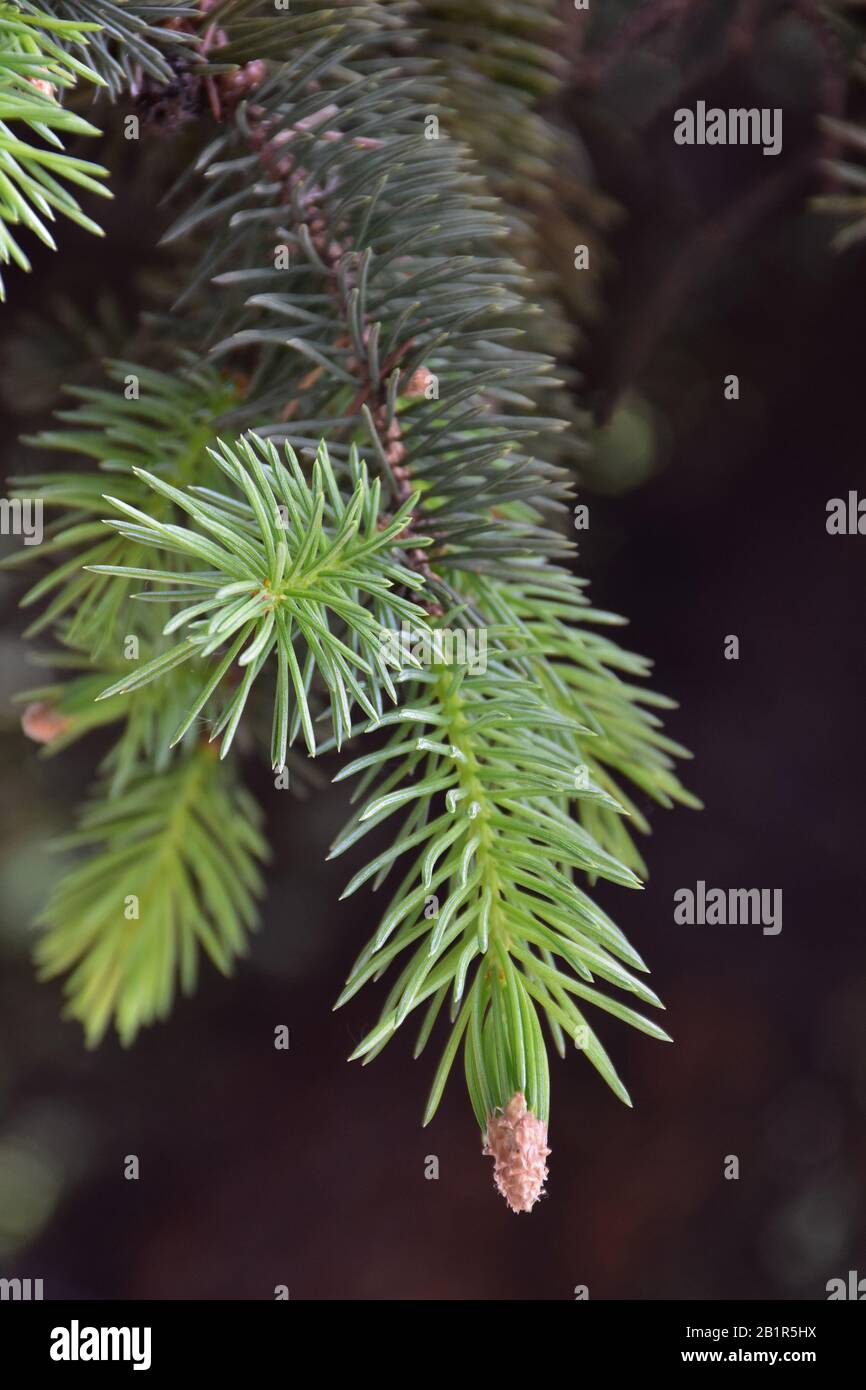 Grüne alte und junge Tannennadeln auf einer dünnen Perücke. Verschwommener Hintergrund Stockfoto