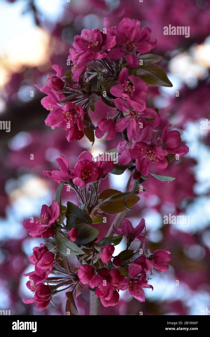 Rosa winzige Blumen und Knospen aus Zierstrauch. Verschwommener Hintergrund von Buschzweigen. Stockfoto
