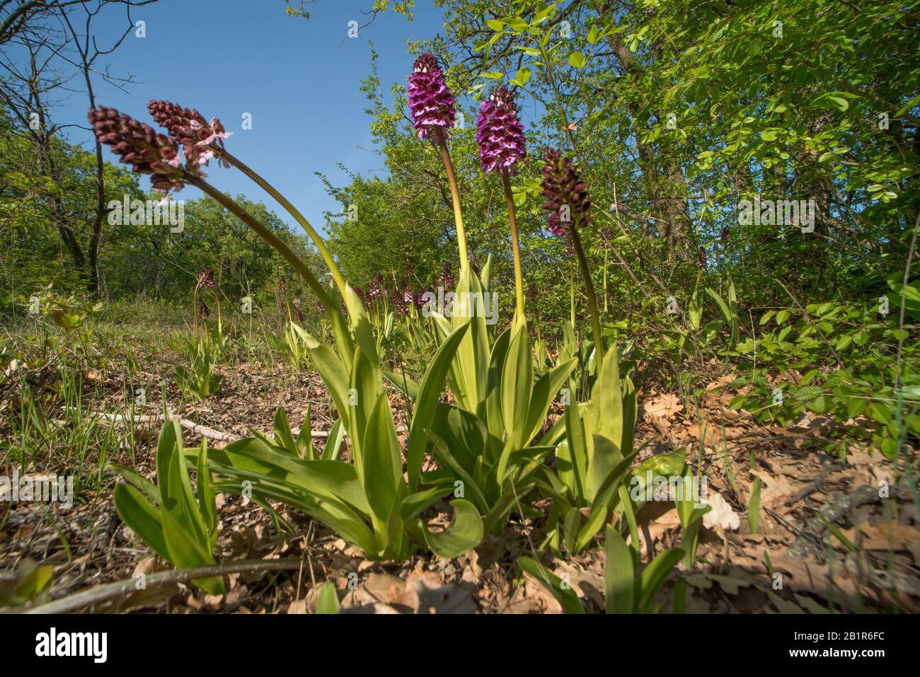 Lady Orchid (Orchis purpurea), Blooming, Deutschland, Bayern Stockfoto
