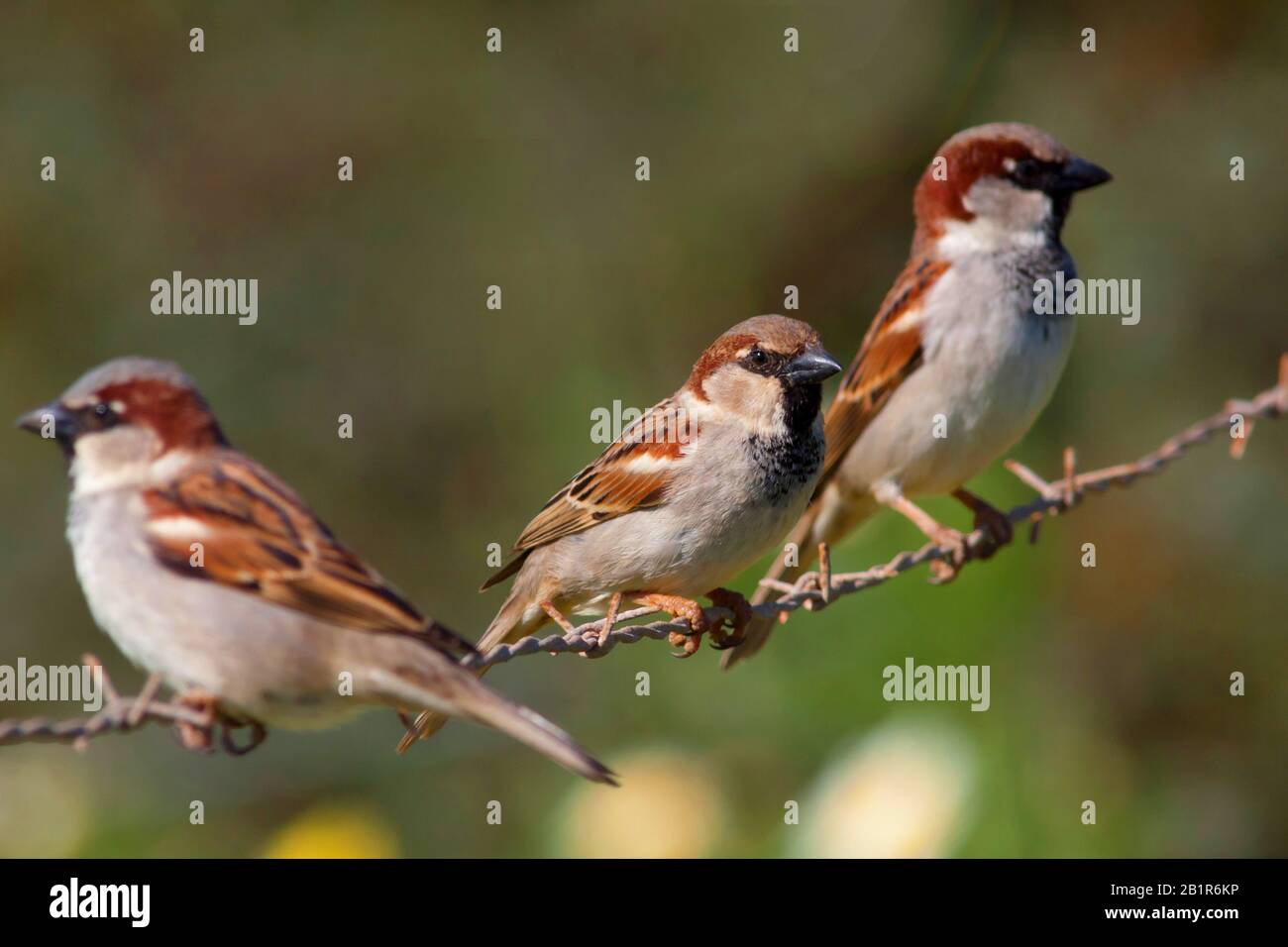 Hausspfeil (Passer domestcus), drei Männchen sitzen auf Stacheldrahtzaun, Deutschland, Bayern Stockfoto